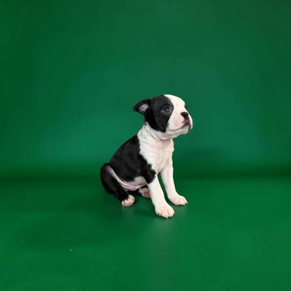 Small black and white puppy sitting on a green floor.