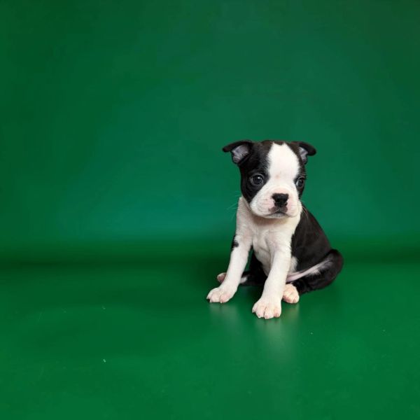 Small black and white puppy sitting on green background.
