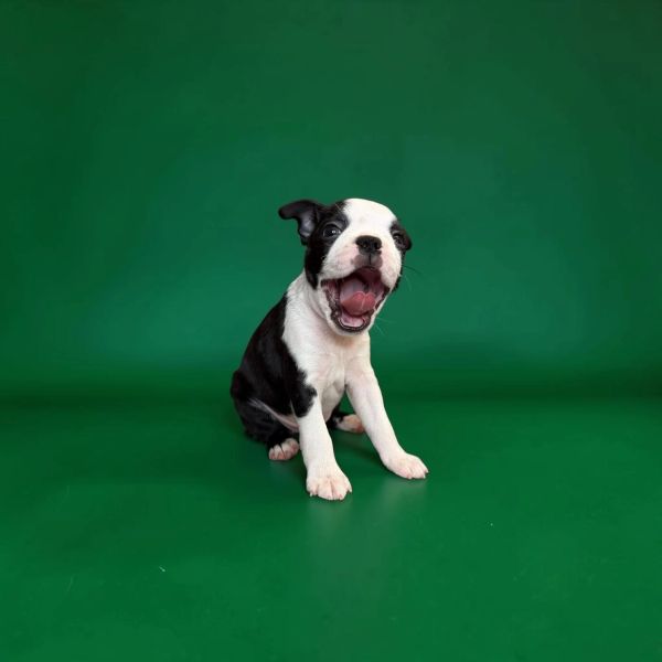 Yawning black and white Boston Terrier puppy on green background.