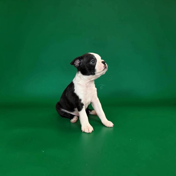 Black and white puppy sitting on green background.