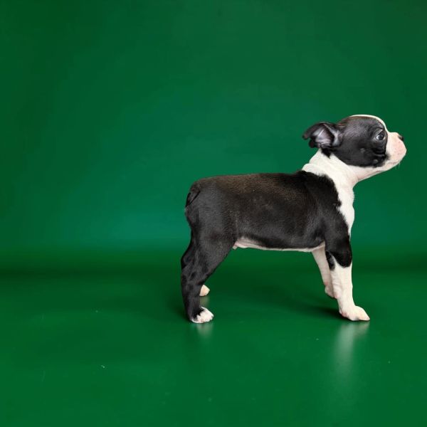 Boston Terrier puppy standing on a green background.