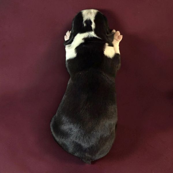 Black and white puppy lying down on a maroon surface.