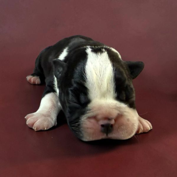 Newborn black and white puppy resting on a red surface.