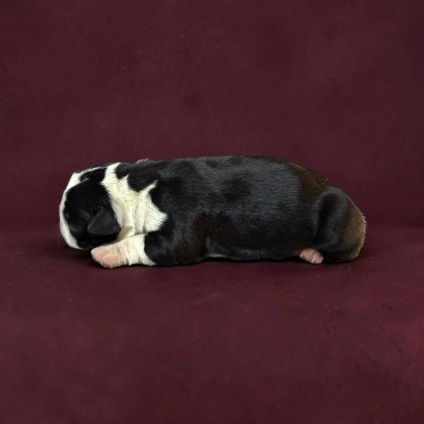 Sleeping newborn black and white puppy on a maroon background.