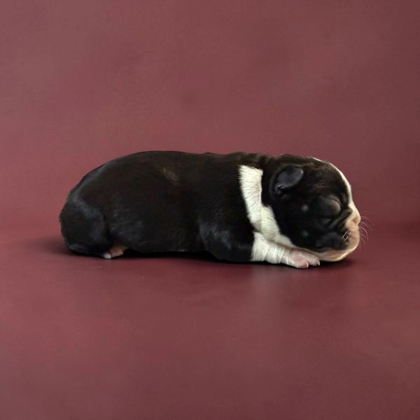 Newborn black and white puppy sleeping peacefully.
