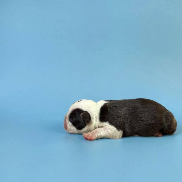 Newborn black and white puppy lying on blue surface.