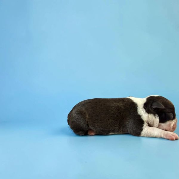 Newborn puppy lying on a blue surface.