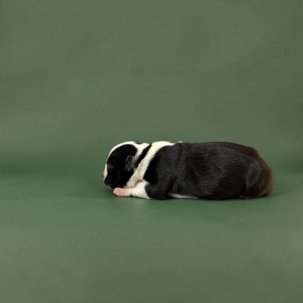 Sleeping black and white puppy on green background.