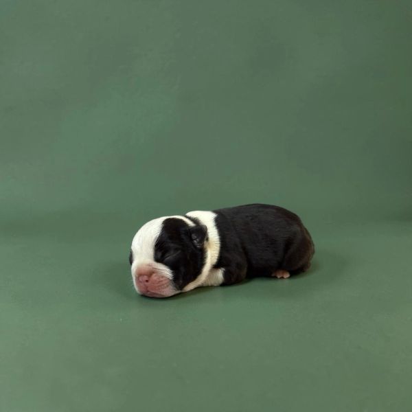 Sleeping newborn black and white puppy on green background.