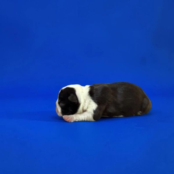Newborn black and white puppy lying on blue background.