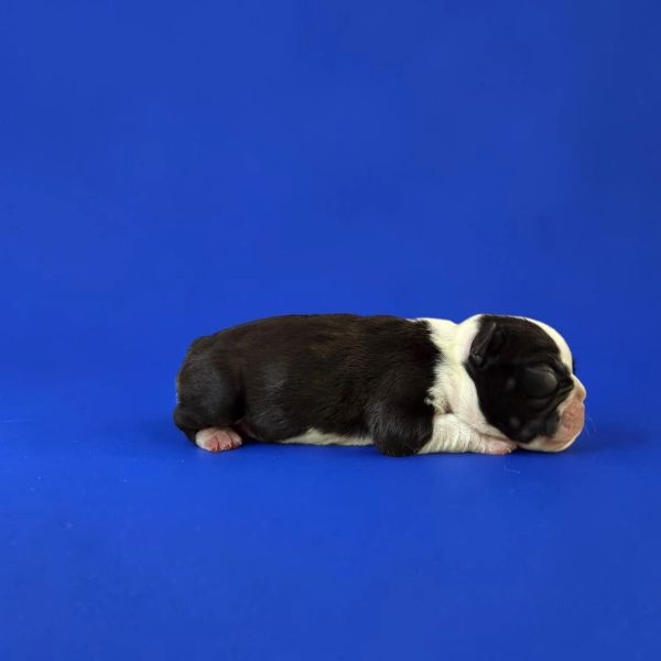 Sleeping newborn black and white puppy on blue background.
