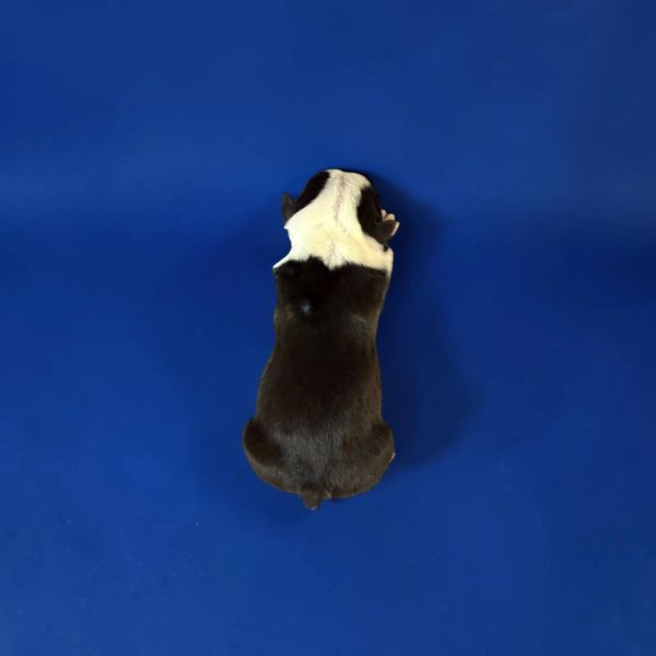 Top view of a black and white puppy on blue background.