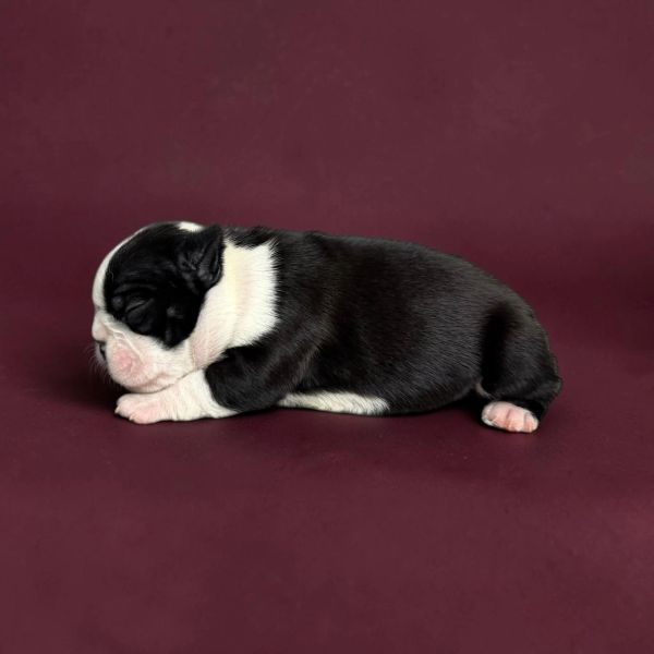 Sleeping black and white puppy on a maroon background.