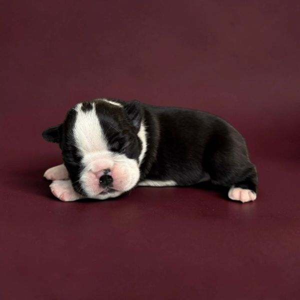 Sleeping black and white puppy on a maroon background.