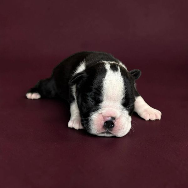 Newborn black and white puppy resting on maroon surface.