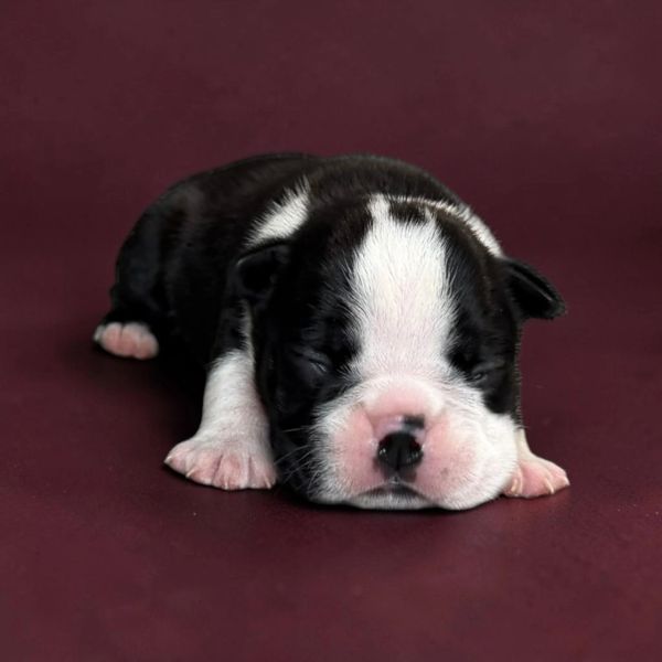 Sleeping black and white puppy on a maroon background.