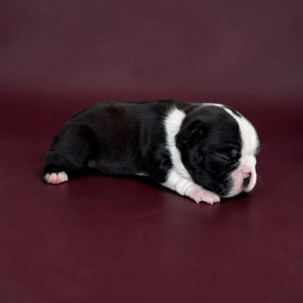 Sleeping newborn black and white puppy on a maroon background.
