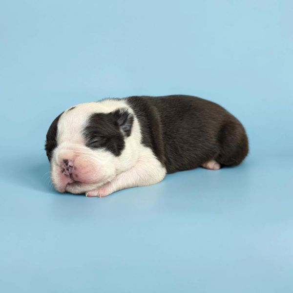 Sleeping newborn puppy on blue background.