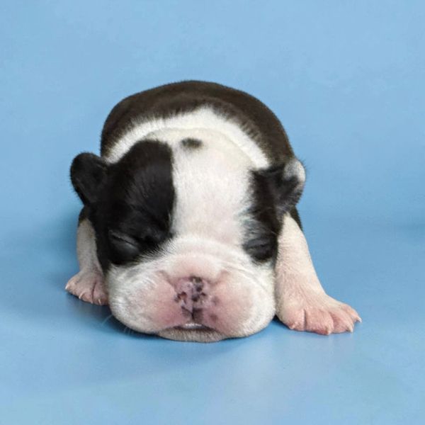 Sleeping newborn bulldog puppy on a blue surface.