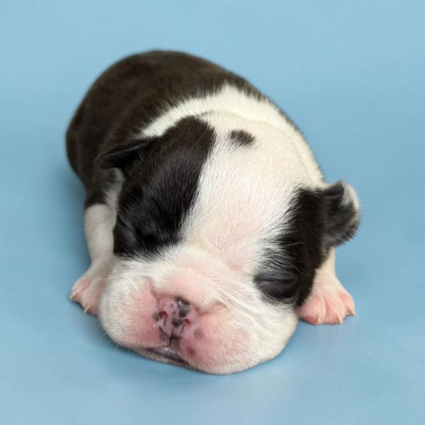 Sleeping newborn black and white puppy on blue background.