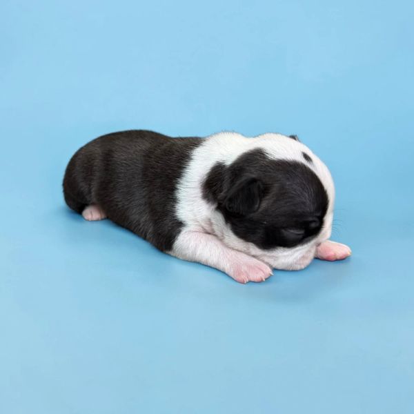Newborn black and white puppy resting on a blue surface.