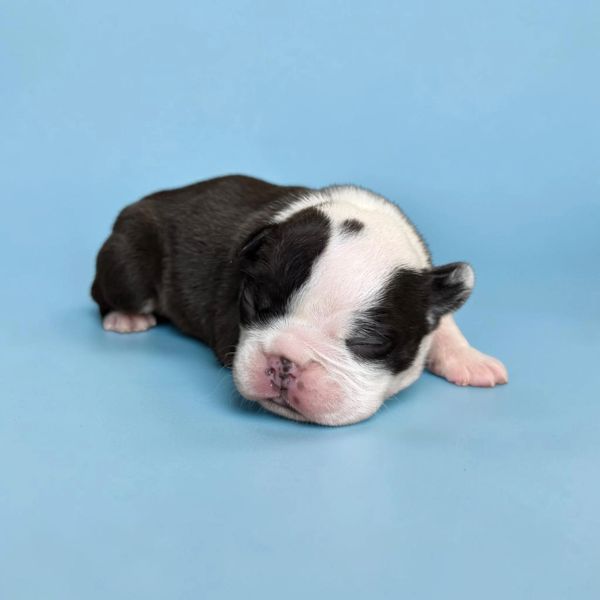 Sleeping black and white puppy on blue background.