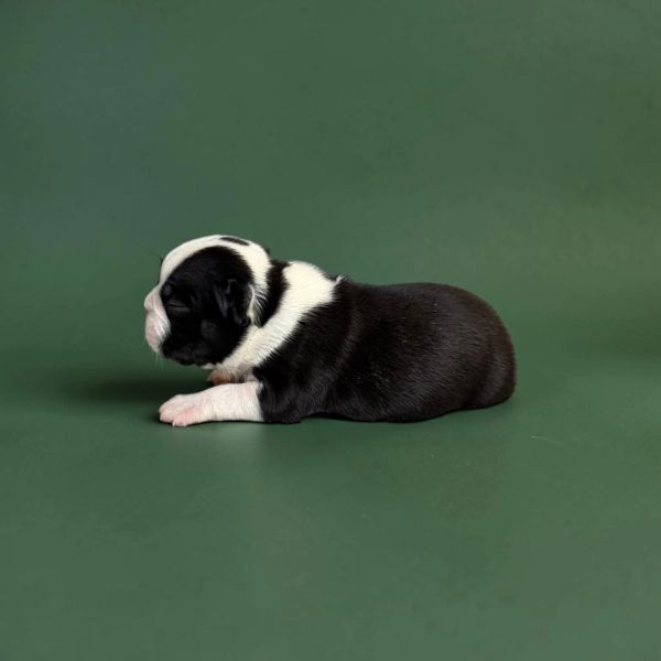 Black and white newborn puppy lying on green surface.