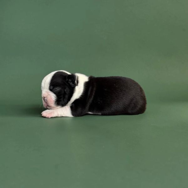 Sleeping black and white puppy on green background.