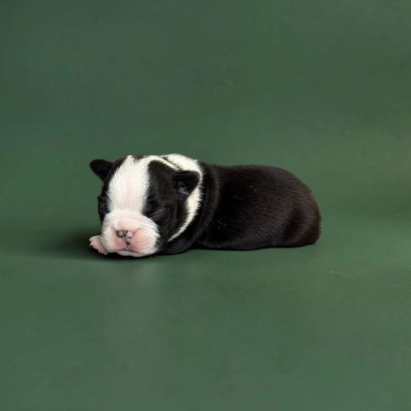 Sleeping black and white newborn puppy.