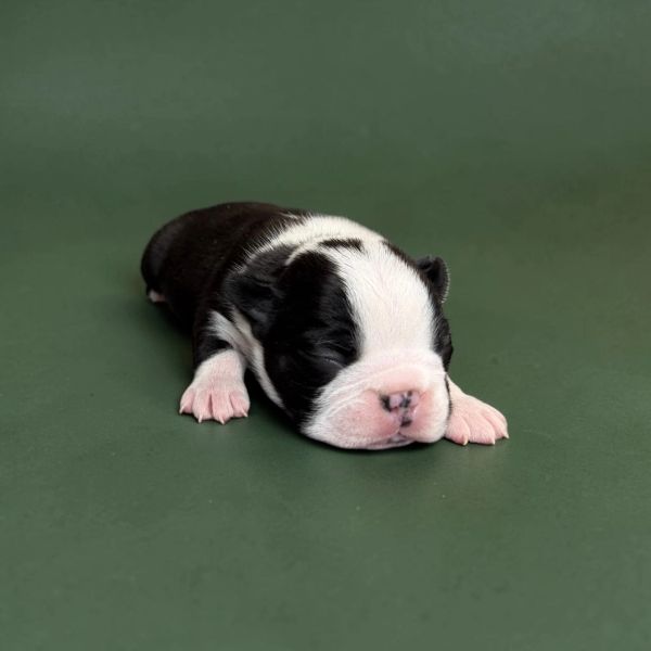 Newborn black and white puppy sleeping on green background.