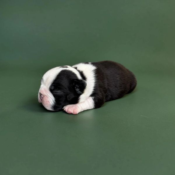 Sleeping black and white puppy on green background.