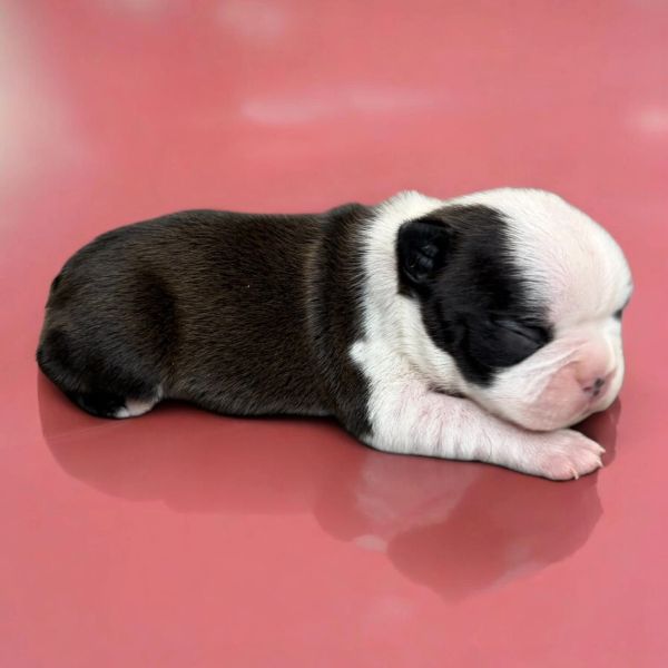 Sleeping newborn puppy with black and white fur on a pink surface.