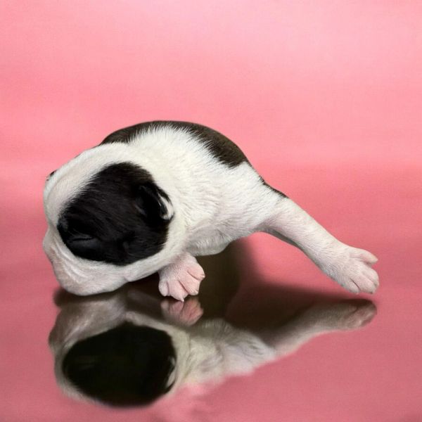 A small black and white puppy stretching on a reflective surface with a pink background.