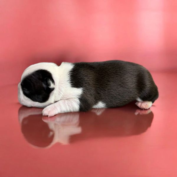 Newborn black and white puppy sleeping on a reflective pink surface.