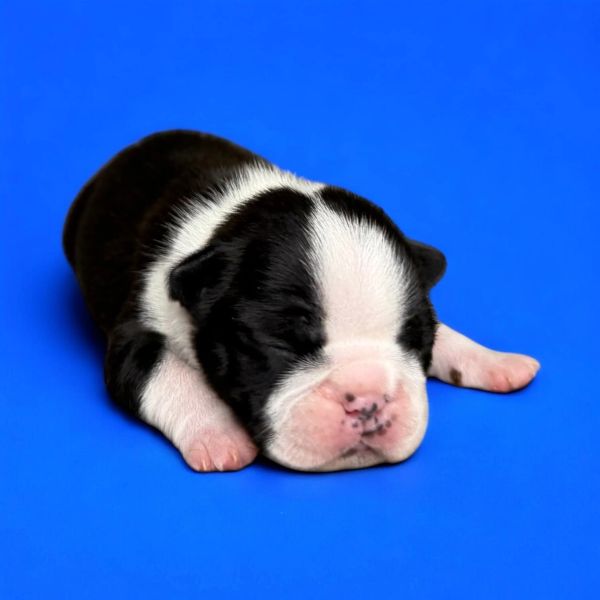 Newborn black and white puppy sleeping on a blue background.