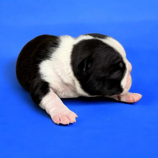 Newborn black and white puppy resting on a blue surface.