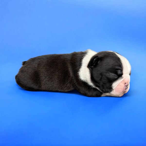 Sleeping newborn black and white puppy on a blue background.