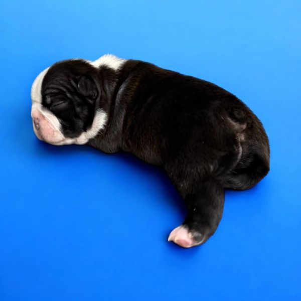 Newborn black and white puppy sleeping on a blue background.