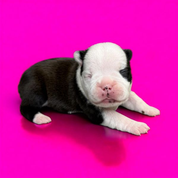 A newborn black and white puppy resting against a bright pink background.