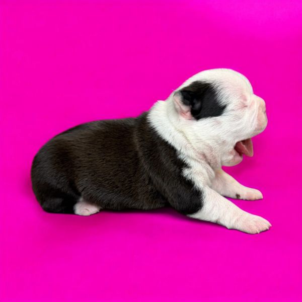 A yawning black and white puppy on a bright pink background.