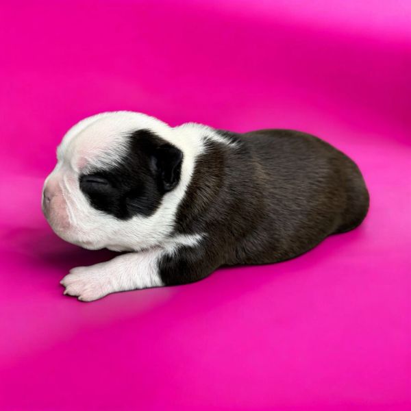 Newborn black and white puppy resting on a bright pink background.