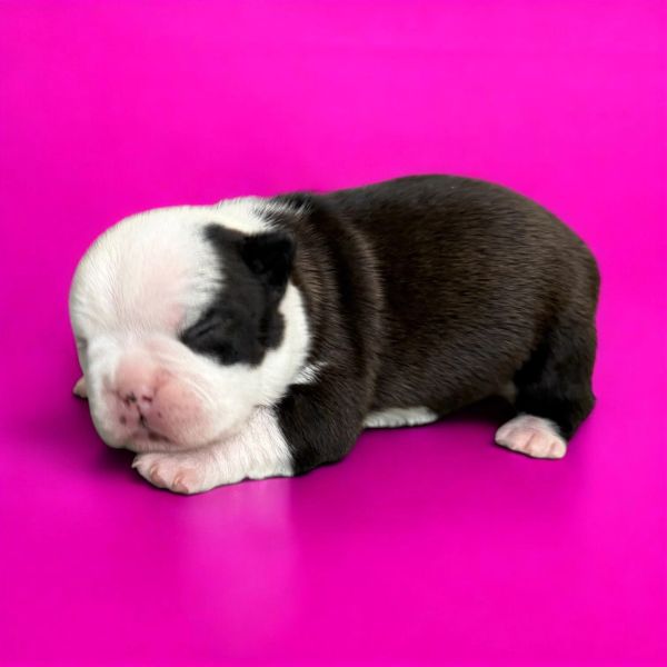 Sleeping black and white newborn puppy on a bright pink background.