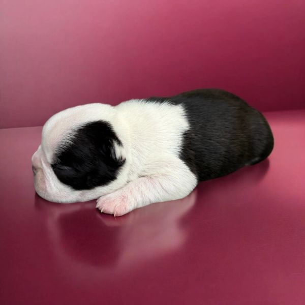A tiny black and white puppy sleeping on a pink surface.