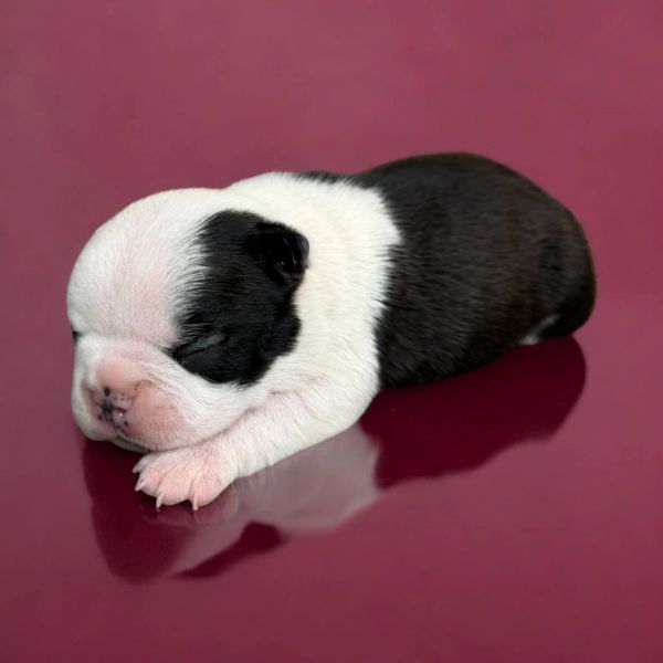 Newborn black and white puppy sleeping on a maroon surface.