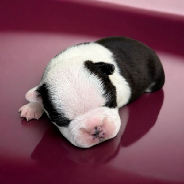Newborn black and white puppy sleeping peacefully on a maroon surface.