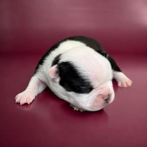 Newborn black and white puppy sleeping on a maroon surface.