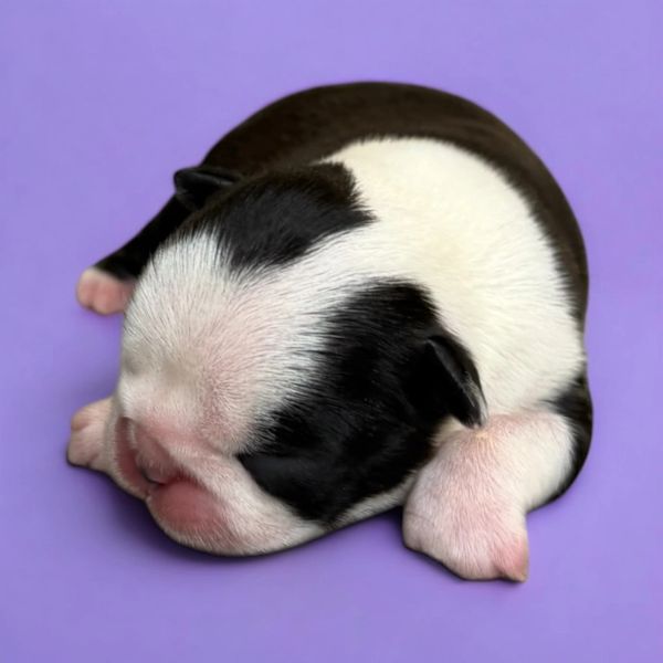 Sleeping black and white newborn puppy on a purple background.