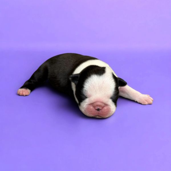 A newborn black and white puppy sleeping on a purple surface.