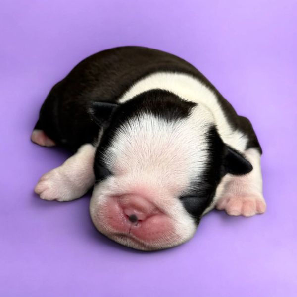 A newborn black and white puppy sleeping on a purple surface.
