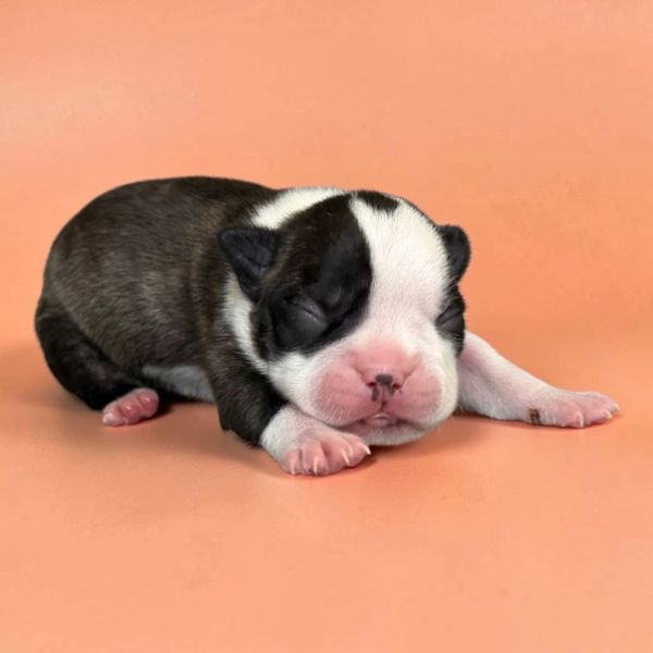 Sleeping newborn puppy on peach background.